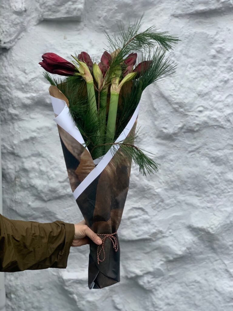 Jólaheilsan- Amaryllis og fura